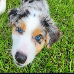 Australian Shepherd Puppies from Out of the Blue Aussies