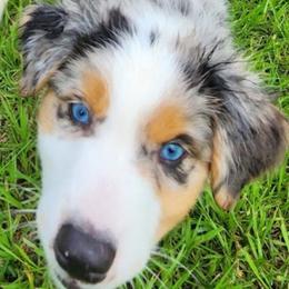 Australian Shepherd Puppies from Out of the Blue Aussies