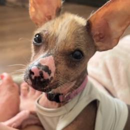 Chihuahua and Chinese Crested Puppies from Western Kentucky Chihuahua’s and Chinese Crested’s