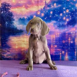 Ella - Silver gray female Weimaraner puppy in Aitkin, Minnesota from Whispering’s GunDogs