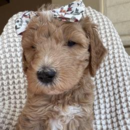 Opal - Apricot female Goldendoodle puppy in Gilbert, Arizona from DogHouse Doodles