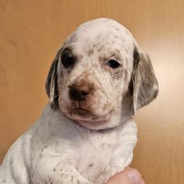 Braque du Bourbonnais Puppies from Steady Wind Braque du Bourbonnais Pointers