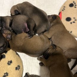 Bullmastiff Puppies from Curnwood’s Bullmastiff’s