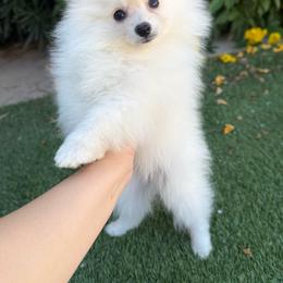 Boy2 - Cream male Pomeranian puppy in Avondale, Arizona from Mely Pomlove