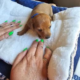 Max - Chocolate male Dachshund puppy in Strong, Arkansas from Dachshunds R Us