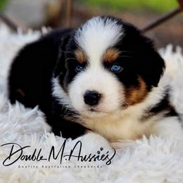 Zephyr - Black tri-color male Australian Shepherd puppy in Olivehurst, California from Double M Aussies