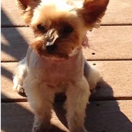 Yorkshire Terrier Puppies from Earthmountain Yorkies