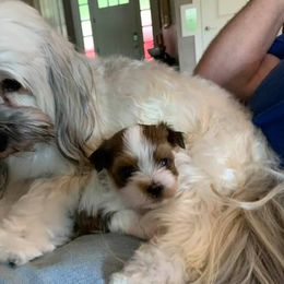 Havanese Puppies from Pam Baird's Havanese Puppies