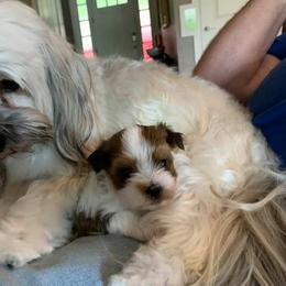 Havanese Puppies from Pam Baird's Havanese Puppies