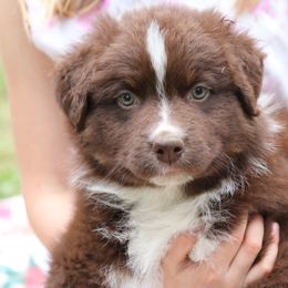 Australian Shepherds from Apple Ridge AKC Aussies