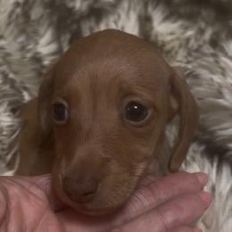 DO NOT FILL OUT APPLICATION UNLESS SERIOUS - Cream female Dachshund puppy in Wisconsin from Sabe and Shabe’s Doxies
