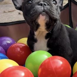 Girl 3 - French Bulldog puppy from Deolin