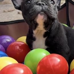 Girl 3 - French Bulldog puppy from Deolin