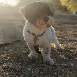 Casanova - Havanese