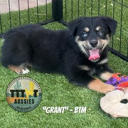 Grant - Black tri-color male Australian Shepherd puppy in Tucson, Arizona from TTTNT Aussies