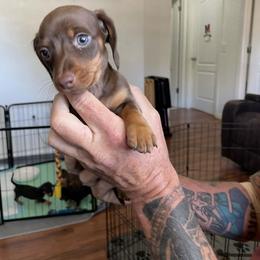 Dachshund Puppies from Adorable Doxxies