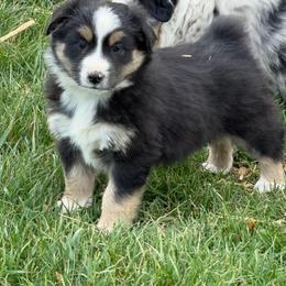 Deets - Black tri male Miniature Australian Shepherd puppy in Hillsville, Virginia from Lottie's Mini Aussies