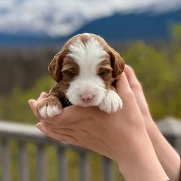 Girl 3 - Red female Bernedoodle puppy in Anchorage, Alaska from Cascade Country Doodles
