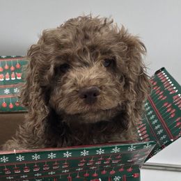 Cocoa - Brown Merle Boy, Curly Coat - Merle male Cockapoo puppy in Earleville, Maryland from Teddy Bear Cockapoos