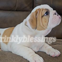Artie - Bulldog puppy from Wrinkly Blessings English Bulldogs