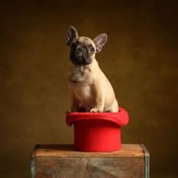 French Bulldog Puppies from Reds Frenchies