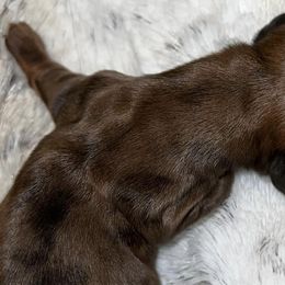 Dachshunds, French Bulldogs, and German Shorthaired Pointers from 3P Kennels