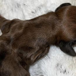 Dachshunds, French Bulldogs, and German Shorthaired Pointers from 3P Kennels