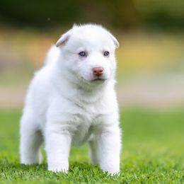 Siberian Husky Puppies from Lilbearshuskies