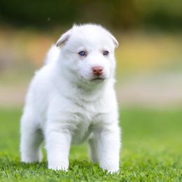 Siberian Husky Puppies from Lilbearshuskies