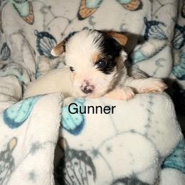 Gunner - Parti male Yorkshire Terrier puppy in Clarksburg, Indiana from Hidden Gems Parti Yorkies