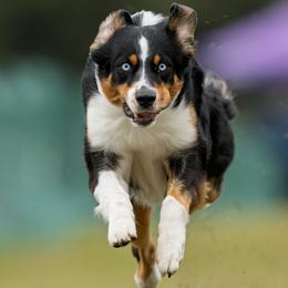 Lylah - Australian Shepherd