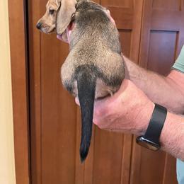 Red Girl - Red female Dachshund puppy in Sultan, Washington from Honeydew Ranch