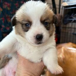 Boy 3 - Red male Pembroke Welsh Corgi puppy in Mountain View, Hawaii from Celtic Corgis
