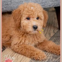 Flower - Red  female Goldendoodle puppy in Connersville, Indiana from Deaz Doodle Ranch