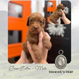 Travels Due - Brown Collar - Red  male Goldendoodle puppy in Garland, Texas from Twilight Doodles