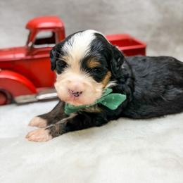 Jackson - Tri-color male Bernedoodle puppy in Williamson, New York from Lakeside Doodles