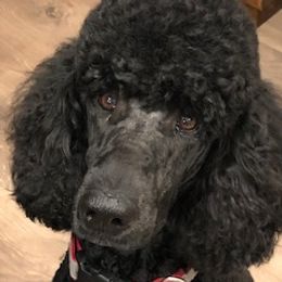  Pepper - Poodle