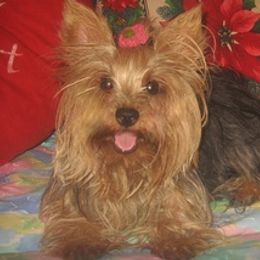 Pomeranians, Poodles, and Yorkshire Terriers from Las Vegas Paws