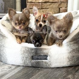 Reebok - Fawn brindled black male Chihuahua puppy in Anderson, South Carolina from Lil Treasures Chihuahuas