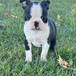 Winnie - Black and white female Boston Terrier puppy in Fillmore, Illinois from Wind Hill Puppies