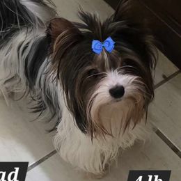 Riley - Biewer Terrier