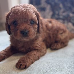 Sage - Red male Cavapoo puppy in Salisbury, North Carolina from Carolina Canines