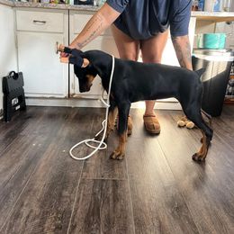 Doberman Pinscher Puppies from Aaliyah’s Dobies