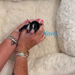 Kovu - Black white and tan male Shetland Sheepdog puppy in Mount Sterling, Kentucky from Justsimplyshelties