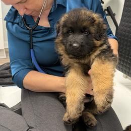 Indus Anubis (Red Ribbon) - Black and red male German Shepherd puppy in Purcellville, Virginia from Starry Night German Shepherd Dogs