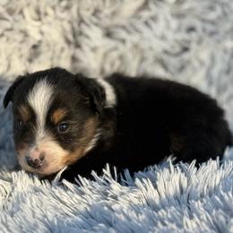 Brody - Black tri male Miniature Australian Shepherd puppy in Ambrose, Georgia from Brandilyn's Aussies
