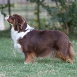 Carla - Miniature American Shepherd