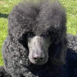 Ottis - Poodle
