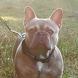 Odin - French Bulldog