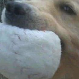 Golden Retrievers from Tillage Golden Retrievers